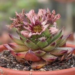 Sempervivum - Dachwurz - Hauswurz